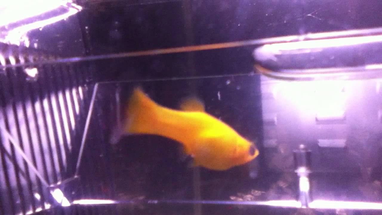my-pregnant-platy-youtube