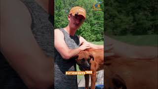 Stop Leash Pulling | Master the Pressure On Off Technique! #dogtraining #dogtrainingtips