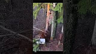 Мощный выстрел по медведю в дикой тайге146#hunting #кабан #Охота #Медведь #Охота2026 #Тайга #Выстрел