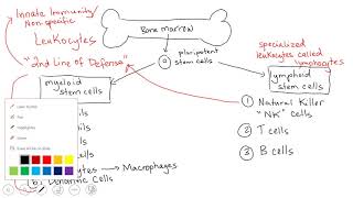 Leukocytes & Lymphocytes