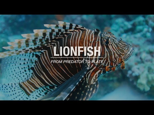 Lionfish: From Predator to Plate