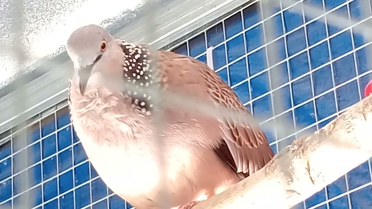 Mái tơ đã Chiệu trống 