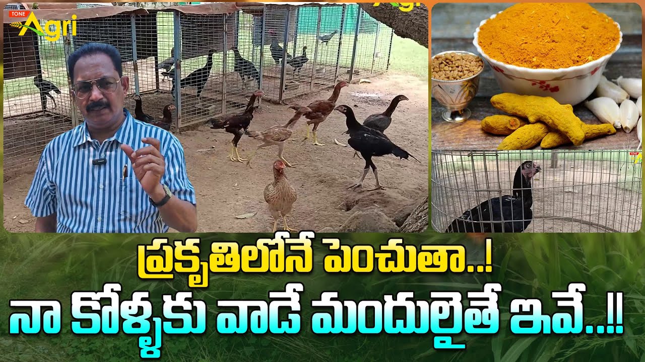 Pandem Kollu Disease Management | ప్రకృతిలోనే పెంచుతా..! నా కోళ్ళకు వాడే మందులైతే ఇవే..!! Tone Agri