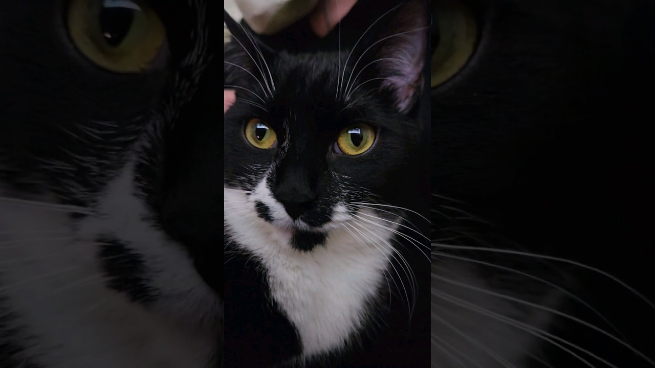 You get all the kisses #cat