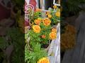 Marigold/ Zendu blooming #garden #floweringplant #gardening #flowers #home