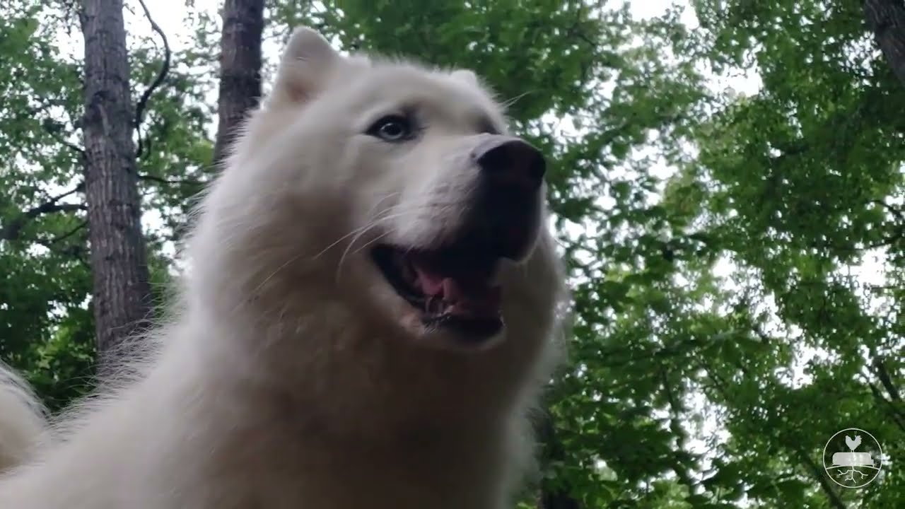 Strand Farm | Summer Eve Walk with Moose