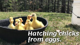 Hatching chicks from eggs. Chickens geese ducks turkeys in the incubator.