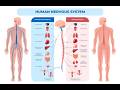HUMAN NERVOUS SYSTEM🧠 | EASY LEARN PHARMACY ❤️ | MAKE SURE DON'T FORGET TO SUBSCRIBE🥰😍