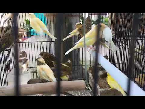 Update Harga Burung Kenari Lokalan Youtube
