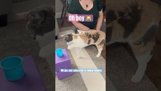 Oh Boy Smart Cat Finds Treat In 1 Second