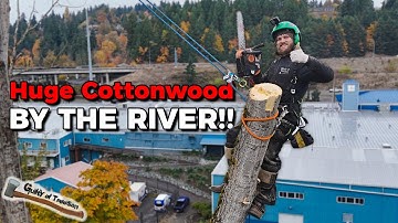 This 150 FOOT TALL tree needed SURGICAL PRECISION TO REMOVE!!