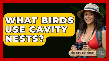 What Birds Use Cavity Nests? - Bird Watching Diaries