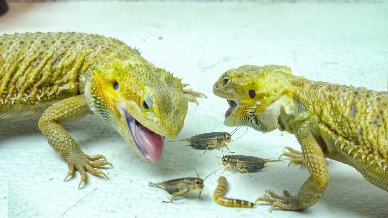 View of Hungry Bearded Dragon Eating Crickets! Live Feeding - YouTube