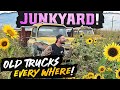 JUNKYARD JUNGLE! Will we find junkyard GOLD?! OLD TRUCKS!