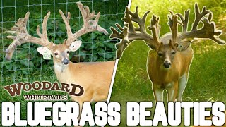 The Biggest Bucks in Kentucky! | Woodard Whitetails of KY