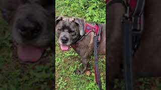 rockville lake state park#rescuedog #canecorso #dog #dogsoftiktok #dogsofyoutube