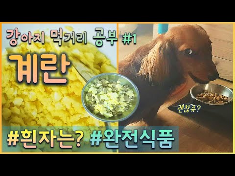 dog-can-eat-egg?-|-only-yolk?-white-also!---easy-but-cheap-&-good-dog-food-recipe