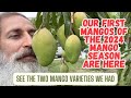 First mangos of the 2024 mango season