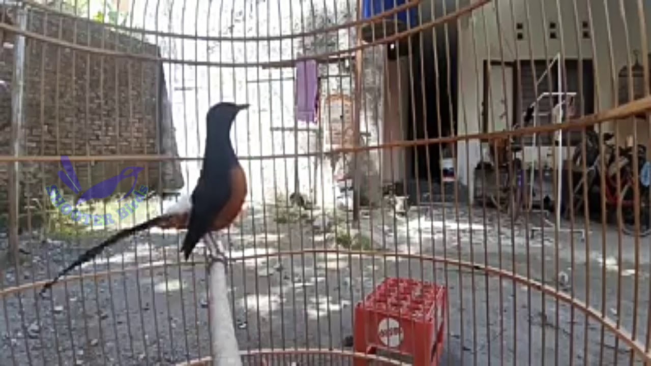 SUARA BURUNG KOMPILASI | 3 GACORAN MURAI BATU BAHOROK ISIAN MEWAH 