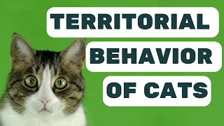 Why Is My Cat Territorial?  Decoding Feline Behavior by Pet in the Net 1,080 views 9 months ago 4 minutes, 30 seconds
