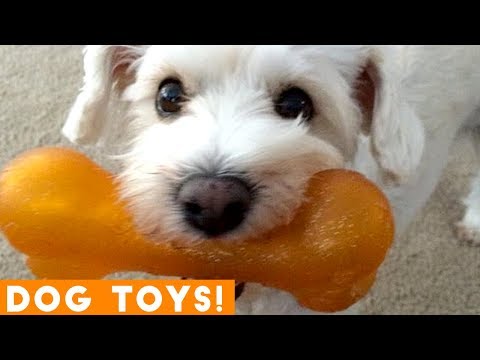 funniest-dogs-and-their-favorite-toys-ever-|-funny-pet-videos