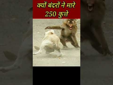 बंदरों ने क्यों मारा 250 कुत्तों को 😱 ख़ून का बदला ख़ून से लिया बंदरों ने मारडाले 250 पिल्ले #shorts