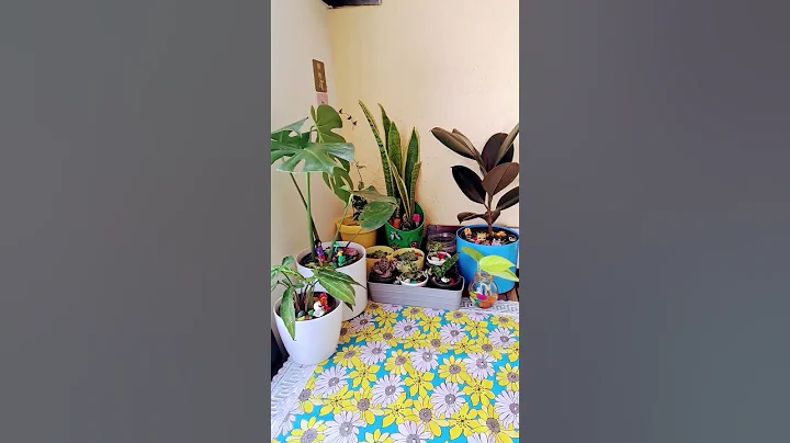 Best houseplants to grow without care / Zero care indoor plants #short​ #plantidentification​Low