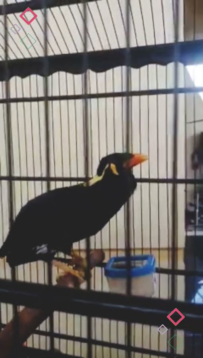 BEO BISA NGOMONG ALLAHUAKBAR