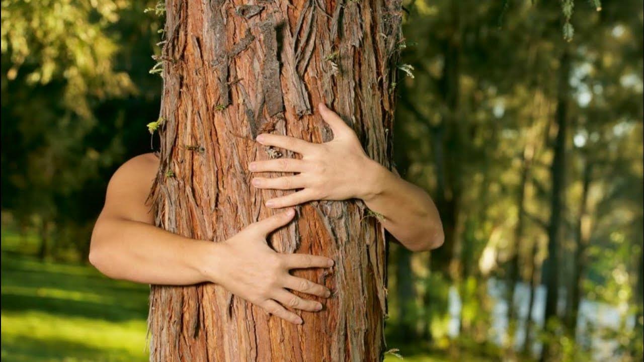 Обнимает дерево. Прибежала к дереву. Выглядывает из-за дерева. Обнимает дерево. Человек обнимает дерево.