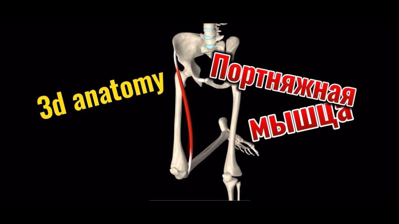 Портняжная мышца. 3d anatomy. MUSCLE MOTION - YouTube