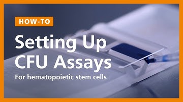 How to Set Up Hematopoietic Colony-Forming Unit (CFU) Assays