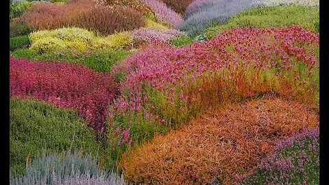 Heaths and Heathers what is the difference?/Gard.....