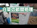 晩生の白菜の畝間に除草剤散布2023.10.3#1377