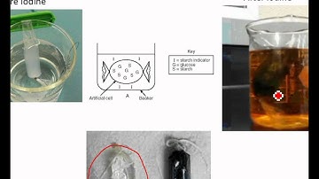 Part D osmosis and diffusion