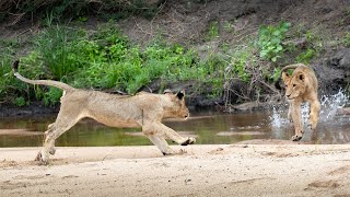 Big Pride of Lions playing in the riverbed