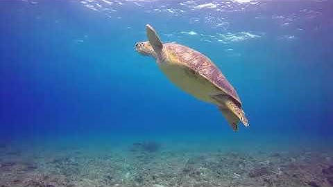 تلاوة رائعة من سورة آل عمران الآية [84 - 92] الشيخ أحمد العبيد تلاوات خاشعة