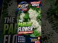 the parijat flowers #nature's present beauty! #flowersvarieties# love#creepcer.