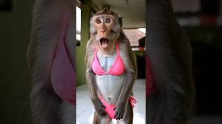 Monkey Lost All Respect 😂 #cat #shorts