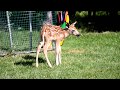 Baby Fawn's First Day