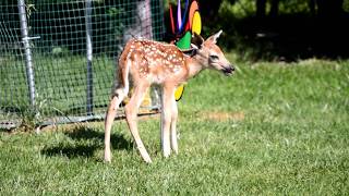 Baby Fawn&#39;s First Day