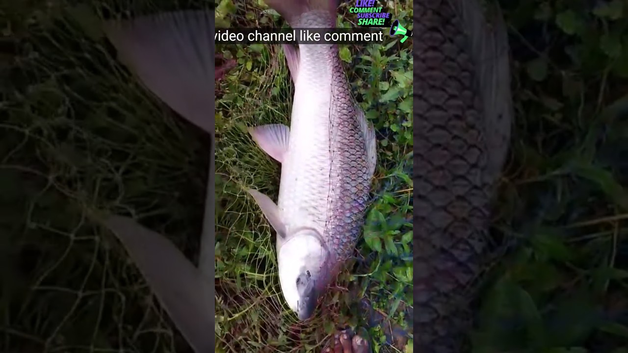 পুকুরে বড় মাছ ধরার রোমাঞ্চকর অভিজ্ঞতা | Big Fish Catching Video