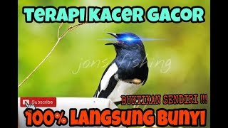 Cara Membuat Kacer Gacor Ngobra - suara burung kacer terapi