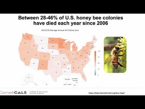 تصویری: اطلاعات درباره نئونیکوتینوئیدها که زنبورها را می کشند - نکاتی برای جایگزین های نئونیکوتینوئیدها در باغ