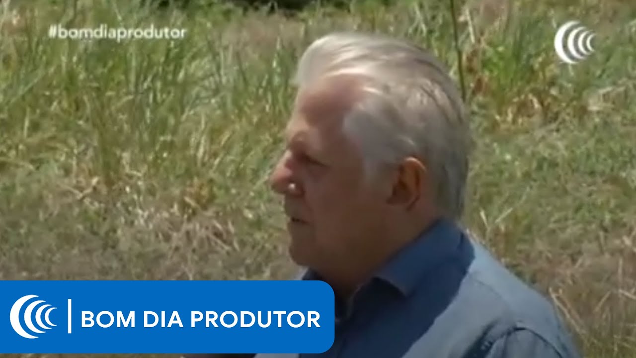 Produção de avestruz do campo ao prato