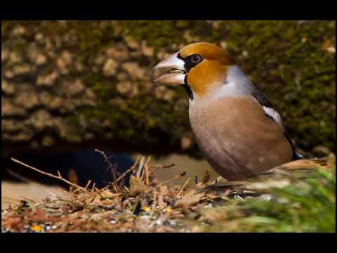 კულუმბურის ხმა