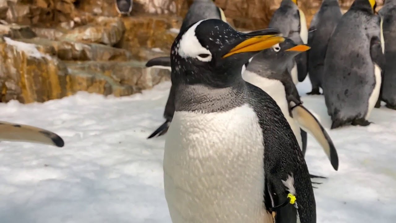 video-from-seaworld-san-antonio-shows-penguin-sneezes-are-not-that-cute