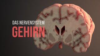 Nervensystem Teil 2 - Gehirn (Animation)