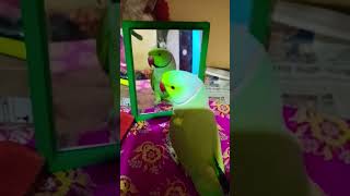 Jaise hi gora hone lagta hu sali garmi aa jati hai🤣🥹🦜#funny parrot #talkingparot #youtubeshorts vlog