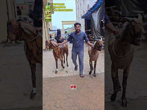 Bakra Eid Season😍 #bakraeid #bakraeid2026 #bakraeidspecial #bakra #goats #trending #biggoats