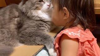 隙あらば娘から猫吸いを狙われる猫　ノルウェージャンフォレストキャット　A cat whose face can be buried from a one-year-old child